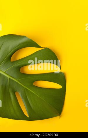 Grande feuille de monstère verte sur un papier jaune. Palette de feuilles vertes et tropicales monstera dans le style art fin fond jaune. Banque D'Images