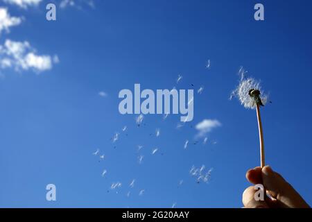 Fleurs de pissenlit étalant des graines flottantes sur le ciel bleu. Le concept de liberté, les rêves de l'avenir. Banque D'Images