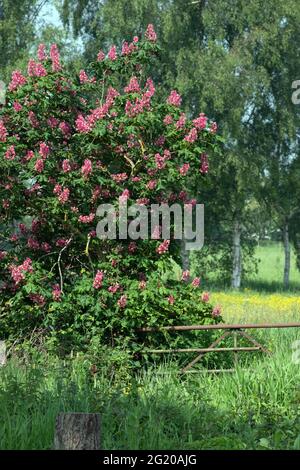 Red Horse-chestnut Banque D'Images