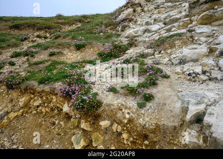 Les plantes de Sea Thrift (Armeria maritima splendens) poussent sur la falaise à Seaford, dans l'est du Sussex Banque D'Images