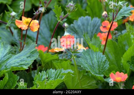 Geum coccineum « Reine de l'orange » Banque D'Images