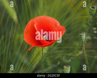 champ de fleurs de pavot rouge déplacé par le vent Banque D'Images