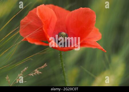 champ de fleurs de pavot rouge déplacé par le vent Banque D'Images