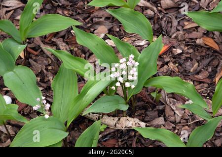 Convallaria majalis var. rosea Banque D'Images