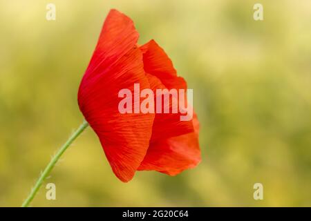 champ de fleurs de pavot rouge déplacé par le vent Banque D'Images