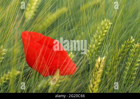 champ de fleurs de pavot rouge déplacé par le vent Banque D'Images