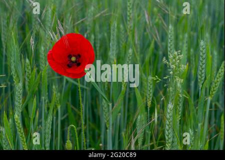 Eton Wick, Windsor, Berkshire, Royaume-Uni. 4 juin 2021. Un coquelicot sauvage est niché parmi les cultures d'un champ de fermier. Crédit : Maureen McLean/Alay Banque D'Images