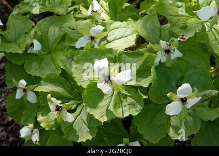 Simile Trillium Banque D'Images