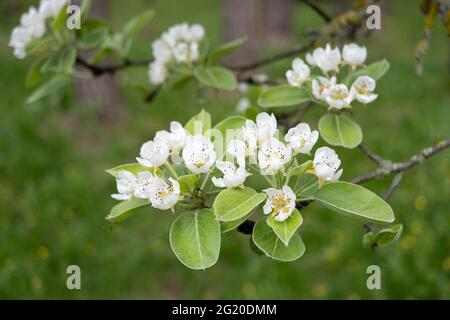 Belle fleur de poire, printemps dans le jardin Banque D'Images