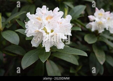 Rhododendron à floraison précoce, début du printemps dans le jardin Banque D'Images