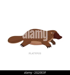 Collection d'animaux rares. Platypus, Ornithorhynchus anatinus. Ornithorynque australien endémique à bec de canard. Illustration vectorielle de style plat isolée sur blanc Illustration de Vecteur