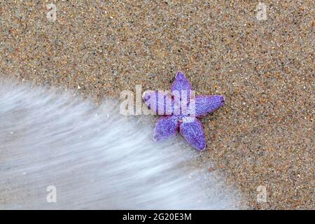 L'étoile de mer commune violet mort / étoile de mer commune violet / l'étoile de mer à sucre (Asterias rubens) a lavé le minerai de mer sur la plage le long de la côte de la mer du Nord Banque D'Images