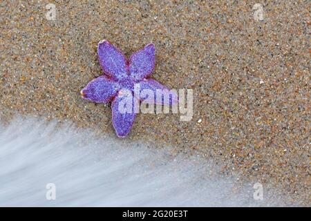 L'étoile de mer commune violet mort / étoile de mer commune violet / l'étoile de mer à sucre (Asterias rubens) a lavé le minerai de mer sur la plage le long de la côte de la mer du Nord Banque D'Images