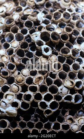 Nid d'abeilles vide nid d'abeilles sauvage, vieux, abandonné et cassé. L'homme, le temps et le climat détruisent la nature. Nid d'abeille formé par des figures géométriques. Banque D'Images