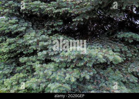 L'épinette bleue, également connue sous le nom d'épinette verte, d'épinette blanche, d'épinette du Colorado ou d'épinette bleue du Colorado, est une espèce d'épinette. picea pungens. Arrière-plan vert Banque D'Images