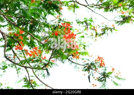 Poinciana royale (fleurs flamboyantes) arbre et arbre flamme ou fleur de paon. Arbre royal Poinciana sur fond ciel pour le papier peint. Banque D'Images