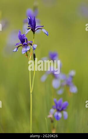 Lys d'épée bleu sibérien dans la réserve naturelle d'Ammersee en Bavière Banque D'Images