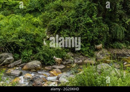 Les différentes vues de Jibhi Village Banque D'Images
