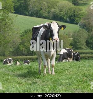 troupeau de vaches laitières à l'herbe Banque D'Images