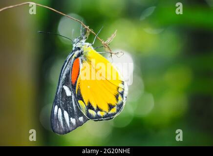 Magnifique papillon jaune avec fond vert et bokeh. Banque D'Images