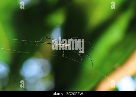 Araignée assise sur la toile avec fond vert. Dewdrops sur toile d'araignée (toile d'araignée) gros plan avec fond vert et bokeh pour le papier peint. Banque D'Images