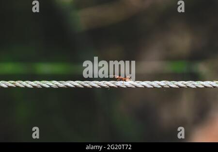 Tir près du fourmis rouge, monter la corde. Fourmis sur corde flou et fond vert. Banque D'Images