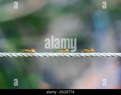 Tir près du fourmis rouge, monter la corde. Fourmis sur corde flou et fond vert. Banque D'Images