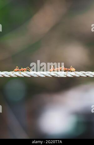 Tir près du fourmis rouge, monter la corde. Fourmis sur corde flou et fond vert. Banque D'Images