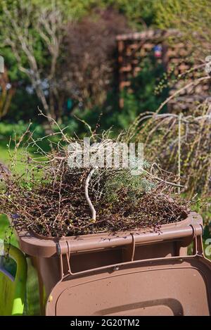 Récipient en plastique avec branches clippées dans le jardin de printemps Banque D'Images