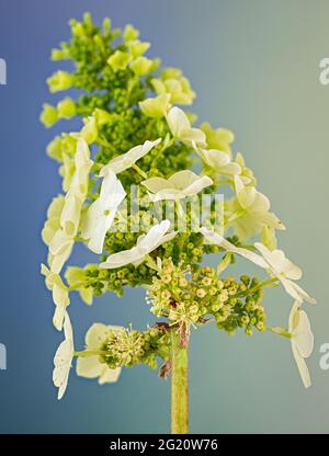 Les grandes fleurs stériles (sépales) de l'hortensia de feuilles d'oakleaf (Hydrangea quercifolia) attirent les insectes vers les fleurs fertiles peu visibles en dessous. Banque D'Images