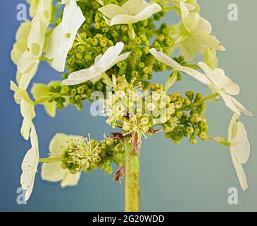 Les grandes fleurs stériles (sépales) de l'hortensia de feuilles d'oakleaf (Hydrangea quercifolia) attirent les insectes vers les fleurs fertiles peu visibles en dessous. Banque D'Images