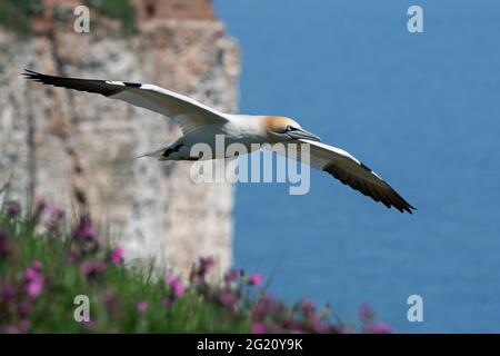 Le Gannet du Nord (Morus bassanus) qui survolent la fleur du Campion rouge a couvert les sommets des falaises de craie blanche de Bempton Banque D'Images