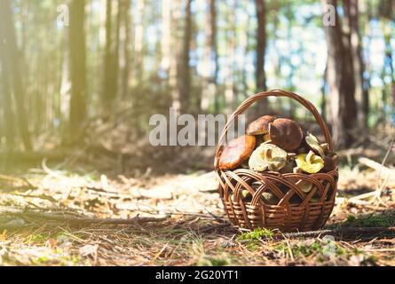 Boletus aux champignons dans un panier en osier en bois sur une souche. Automne champignons cep récoltés en forêt. Nourriture biologique saine et délicieuse, BIO viands, retour au natu Banque D'Images