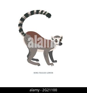 Lémure à queue annulaire ou Lemur catta - Grand primate de strepsirrhine avec longue queue annelée noire et blanche. Illustration vectorielle simple et colorée dans un chariot plat Illustration de Vecteur