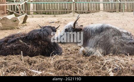 Le yak est un mammifère à sabots de la famille des polorogih. Deux animaux sont couchés sur le foin Banque D'Images