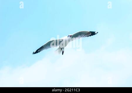 mouette a vu d'en dessous tout en volant avec les ailes se répandent et le fond de mer. Mouette volant sur la mer pour papier peint. Banque D'Images