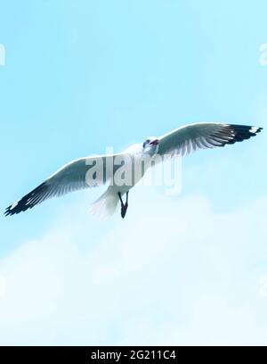 mouette a vu d'en dessous tout en volant avec les ailes se répandent et le fond de mer. Mouette volant sur la mer pour papier peint. Banque D'Images