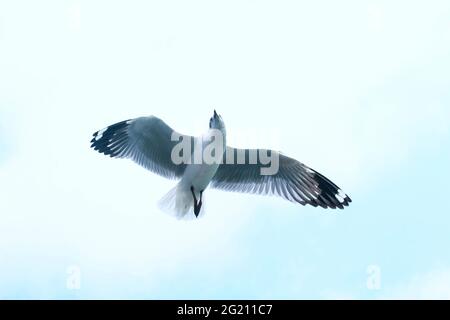 mouette a vu d'en dessous tout en volant avec les ailes se répandent et le fond de mer. Mouette volant sur la mer pour papier peint. Banque D'Images