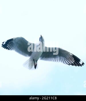 mouette a vu d'en dessous tout en volant avec les ailes se répandent et le fond de mer. Mouette volant sur la mer pour papier peint. Banque D'Images