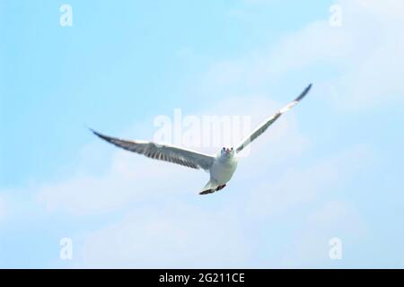 mouette a vu d'en dessous tout en volant avec les ailes se répandent et le fond de mer. Mouette volant sur la mer pour papier peint. Banque D'Images