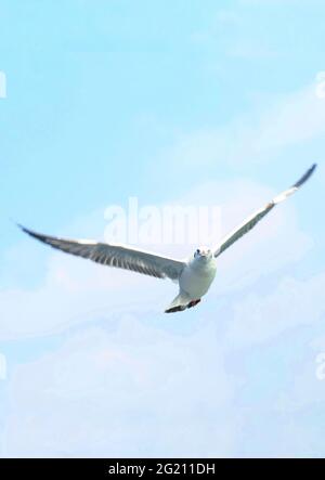 mouette a vu d'en dessous tout en volant avec les ailes se répandent et le fond de mer. Mouette volant sur la mer pour papier peint. Banque D'Images