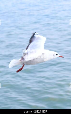 mouette a vu d'en dessous tout en volant avec les ailes se répandent et le fond de mer. Mouette volant sur la mer pour papier peint. Banque D'Images