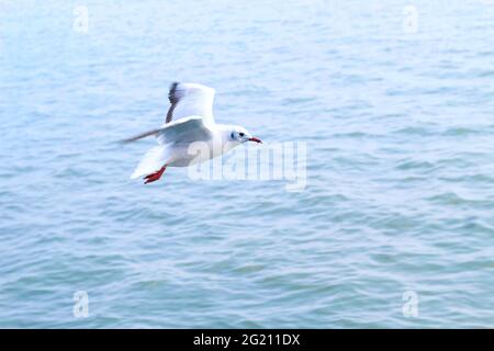 mouette a vu d'en dessous tout en volant avec les ailes se répandent et le fond de mer. Mouette volant sur la mer pour papier peint. Banque D'Images