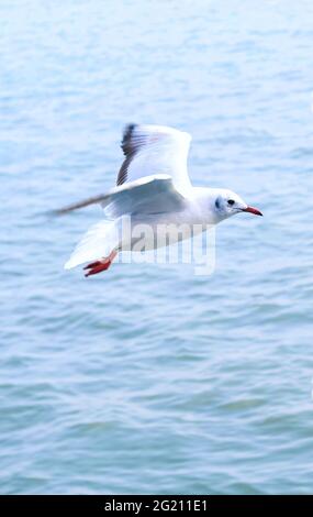 mouette a vu d'en dessous tout en volant avec les ailes se répandent et le fond de mer. Mouette volant sur la mer pour papier peint. Banque D'Images