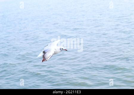 mouette a vu d'en dessous tout en volant avec les ailes se répandent et le fond de mer. Mouette volant sur la mer pour papier peint. Banque D'Images