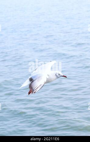 mouette a vu d'en dessous tout en volant avec les ailes se répandent et le fond de mer. Mouette volant sur la mer pour papier peint. Banque D'Images