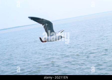 mouette a vu d'en dessous tout en volant avec les ailes se répandent et le fond de mer. Mouette volant sur la mer pour papier peint. Banque D'Images