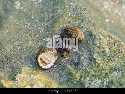 Rare Photography, Alive seashell marchant sur le rocher sous l'eau. Mer vivante sous l'eau. Photographie sous-marine. Banque D'Images