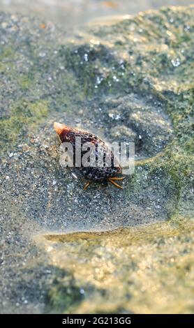 Rare Photography, Alive seashell marchant sur le rocher sous l'eau. Mer vivante sous l'eau. Photographie sous-marine. Banque D'Images