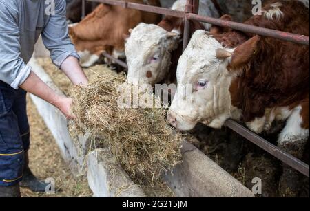 Un agriculteur qui nourrit le foin de jeunes bovins Simmental dans une ferme laitière. Banque D'Images